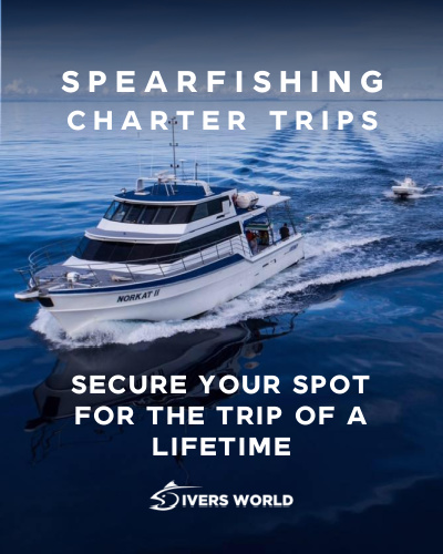Exclusive Fully Guided Spearfishing Charter September 2023 - Diversworld Cairns