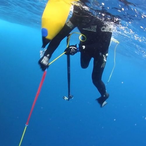 BWP with Floatline Clutch in ACtion - Spearfishing Gear - Diversworld Cairns Australia